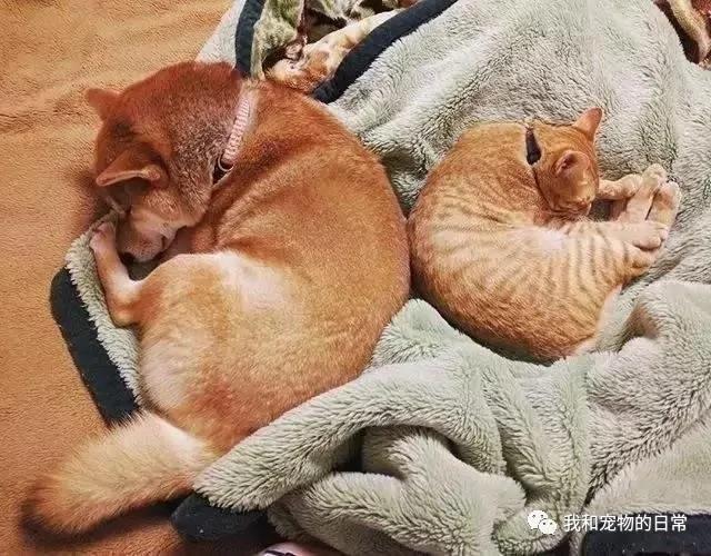 网友家里的狗狗和猫咪原本不能和平相处 但自从养了一只仓鼠后画风就变成了这样!