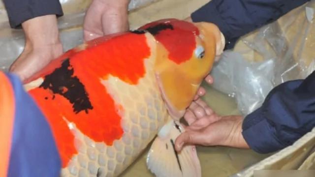 这玩意卖到200万一个!就中国人还抢着要