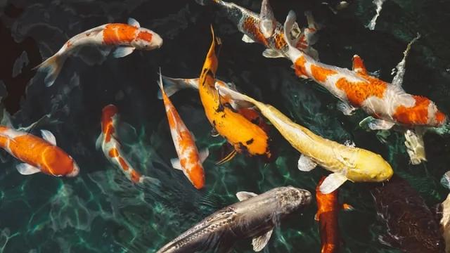 这玩意卖到200万一个!就中国人还抢着要
