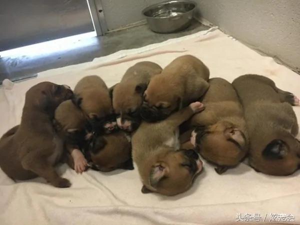 流浪狗妈妈生了九只狗宝宝 狗宝宝全被送走 它哭了!