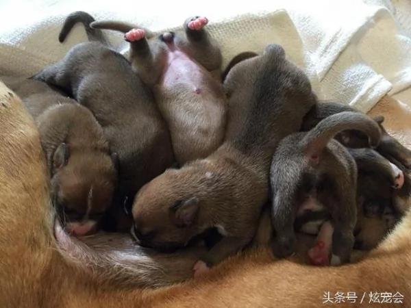 流浪狗妈妈生了九只狗宝宝 狗宝宝全被送走 它哭了!