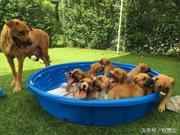 流浪狗妈妈生了九只狗宝宝 狗宝宝全被送走 它哭了!
