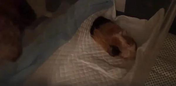 狗狗寸步不离守护濒死天竺鼠 清晨为其离世悲鸣!