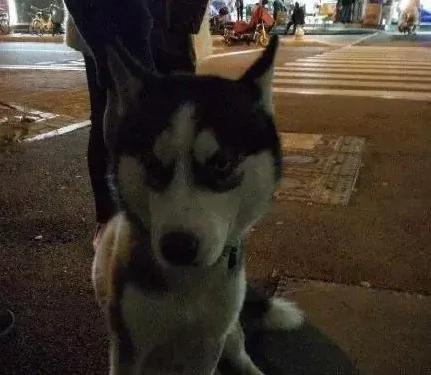 哈士奇走丢 竟智商上线去原地等主人来找!这一定是只假二哈!