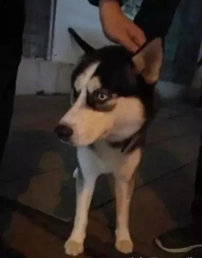 哈士奇走丢 竟智商上线去原地等主人来找!这一定是只假二哈!