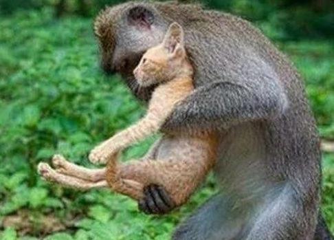 驴友带着猫咪旅游 结果被猴子抢走当宠物
