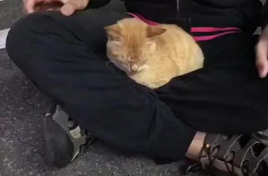 小伙儿给流浪猫喂了点吃的 结果被猫咪赖上了