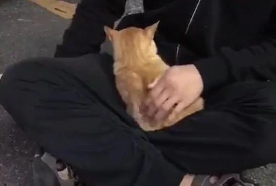 小伙儿给流浪猫喂了点吃的 结果被猫咪赖上了