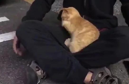 小伙儿给流浪猫喂了点吃的 结果被猫咪赖上了