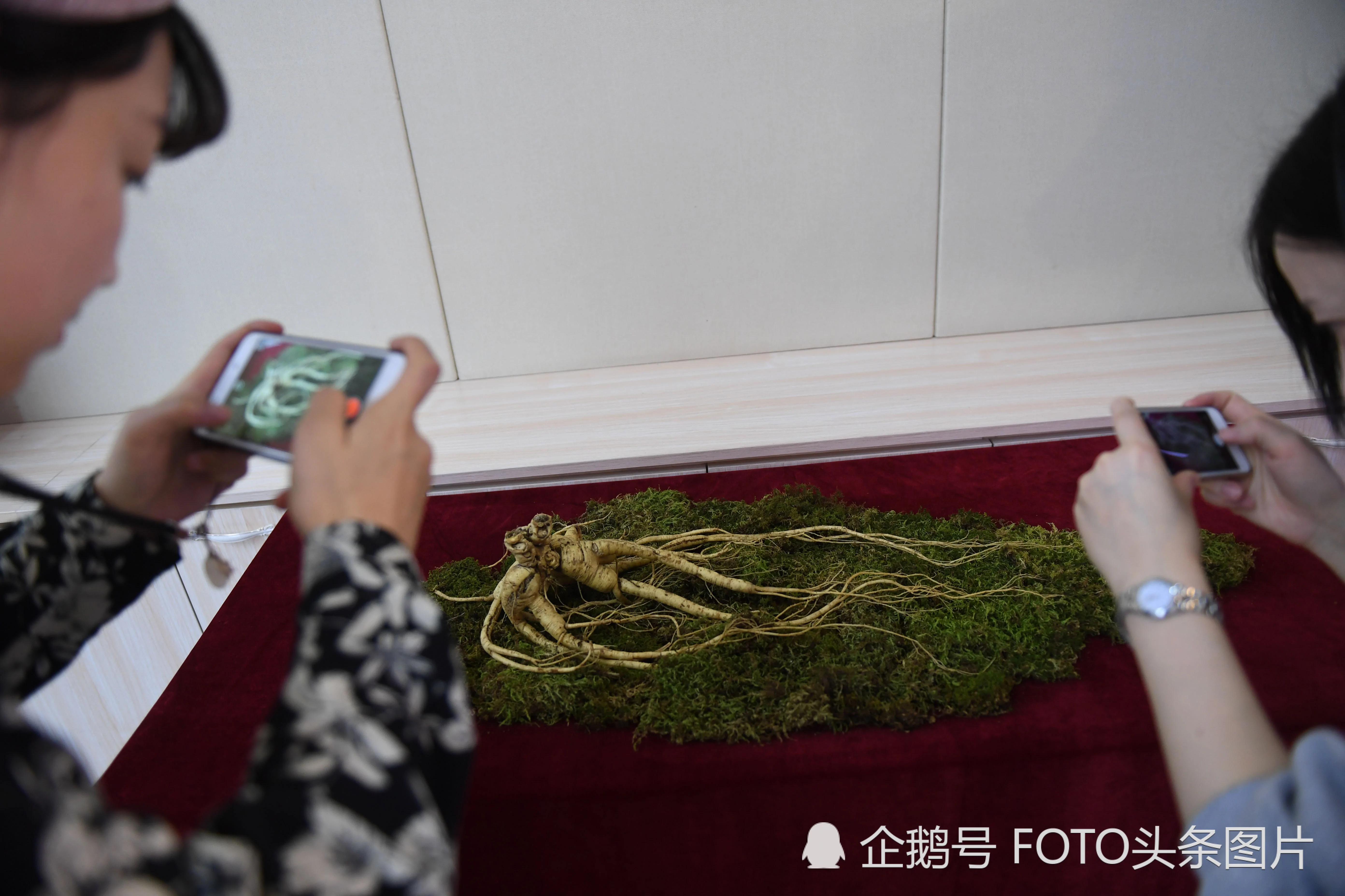 全球最大百年参王出土 价值超900万能买北上广一套房