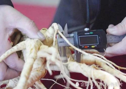 全球最大百年参王出土 价值超900万能买北上广一套房
