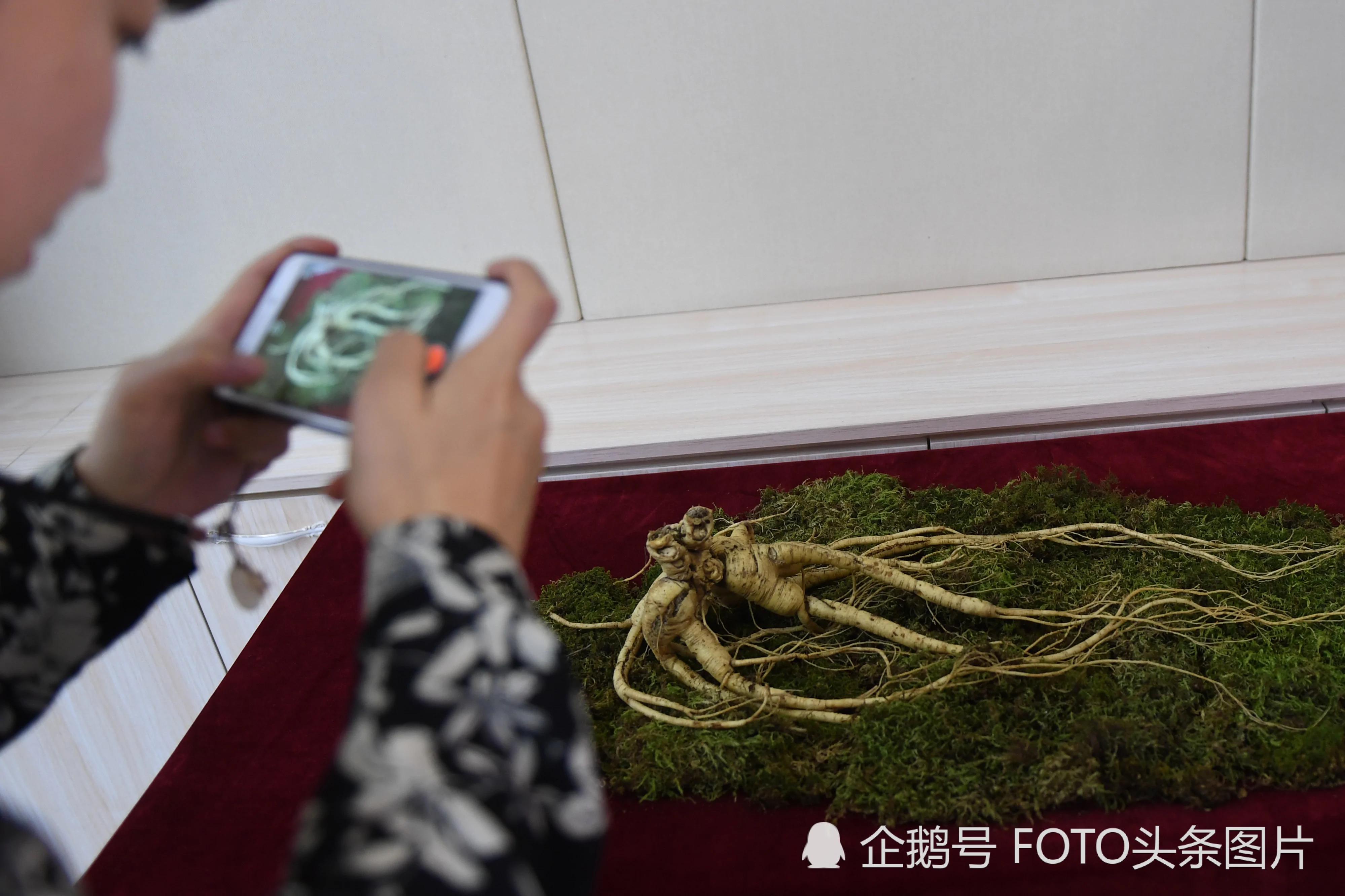 全球最大百年参王出土 价值超900万能买北上广一套房