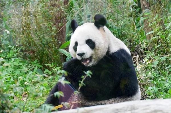 那些虽然外表超可爱快融化 但是却能杀死人类的动物!