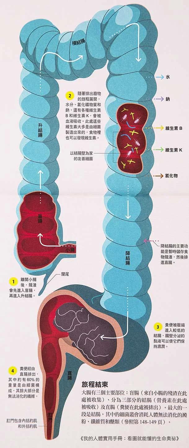 【图解知识】了解大肠日常运作