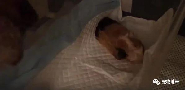 令人感动:狗狗寸步不离守护荷兰猪最后一晚清晨为其悲鸣