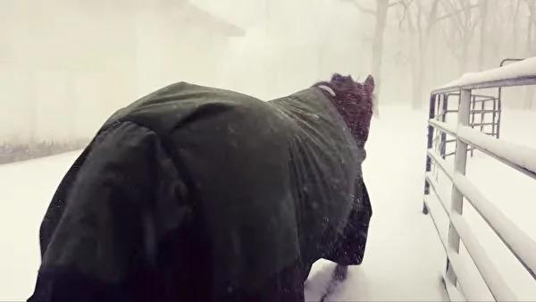 雪后 这两匹马的“荒唐”表现 让数百万网友笑哭!