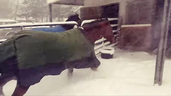 雪后 这两匹马的“荒唐”表现 让数百万网友笑哭!