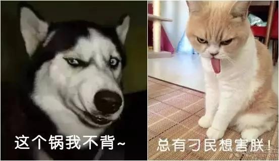 妻子怀孕 他要求全小区把宠物送走!网友评论亮了