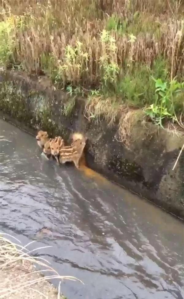 偶遇4只野猪沿着大水沟前进 当它们发现有人类在偷拍时 反应爆笑!