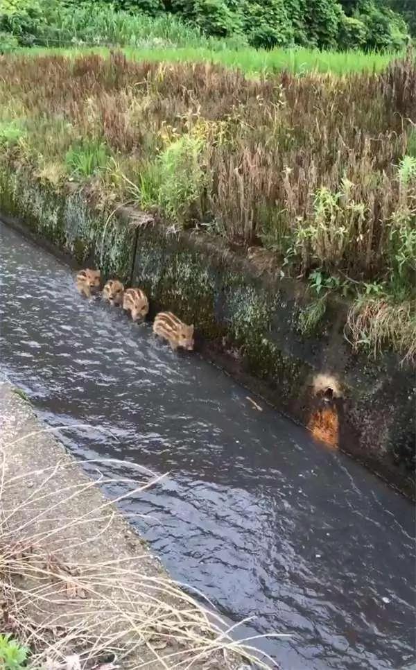 偶遇4只野猪沿着大水沟前进 当它们发现有人类在偷拍时 反应爆笑!