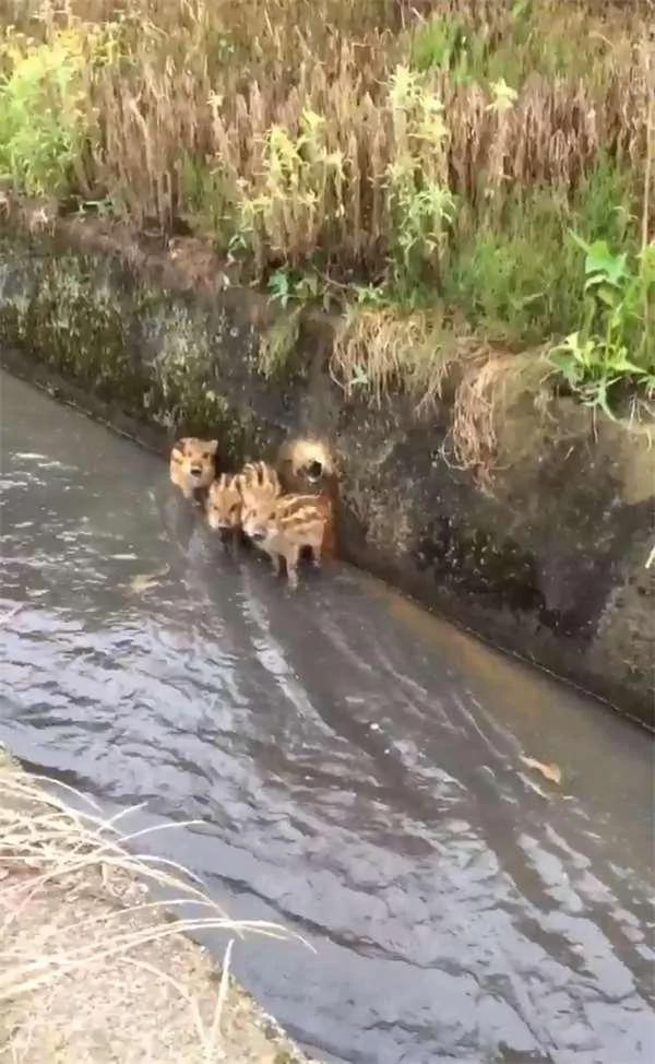 偶遇4只野猪沿着大水沟前进 当它们发现有人类在偷拍时 反应爆笑!