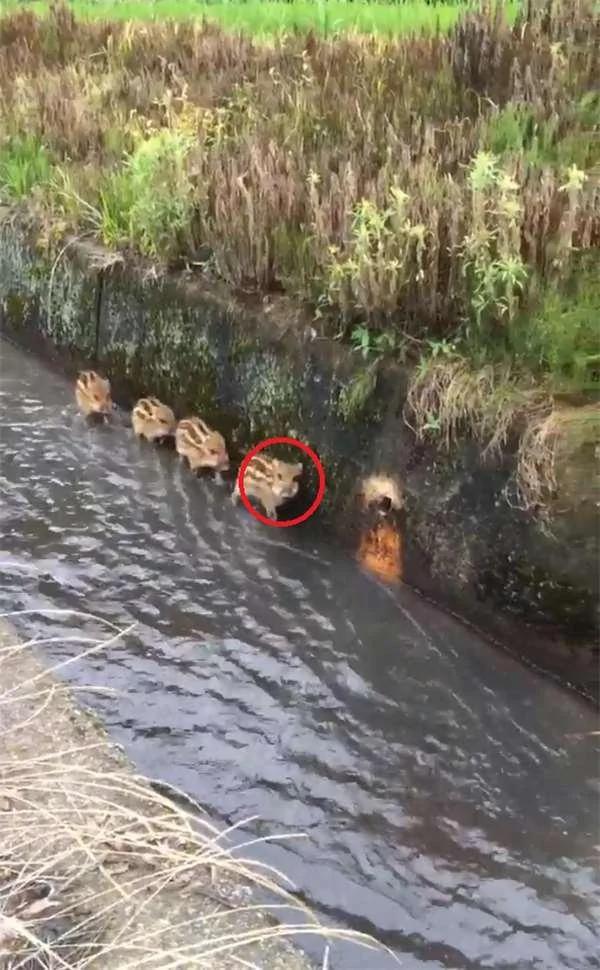 偶遇4只野猪沿着大水沟前进 当它们发现有人类在偷拍时 反应爆笑!