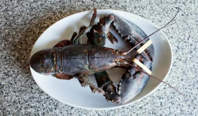 瑞士出新规:吃龙虾时必须先打晕再下锅煮,怕龙虾痛