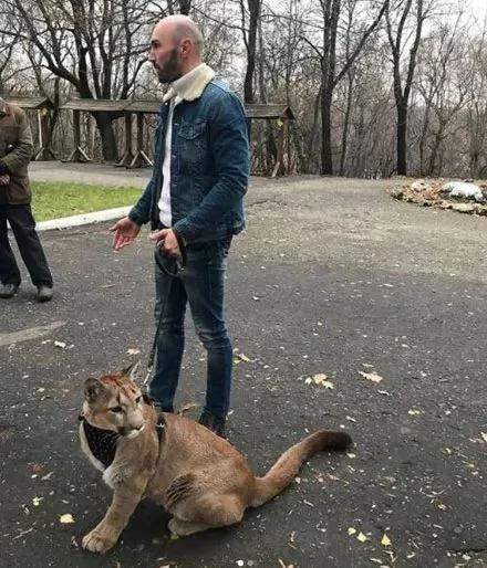 网友说捡到只猫 给喂了吃的 还给洗了澡 但怎么看都不对劲…