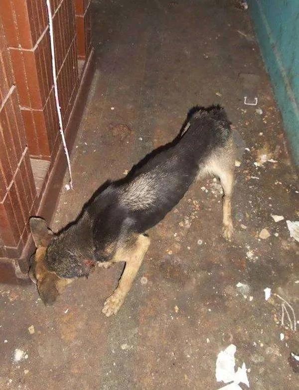 被长期拴养在阳台的狼犬痛苦难耐 决定跳楼换自由 这一跳却改变了它的生活!