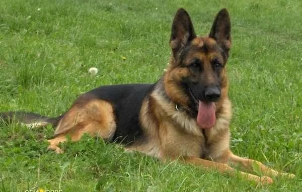 被长期拴养在阳台的狼犬痛苦难耐 决定跳楼换自由 这一跳却改变了它的生活!