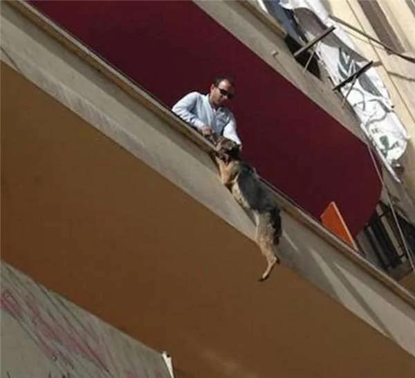 被长期拴养在阳台的狼犬痛苦难耐 决定跳楼换自由 这一跳却改变了它的生活!