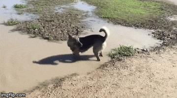 被长期拴养在阳台的狼犬痛苦难耐 决定跳楼换自由 这一跳却改变了它的生活!