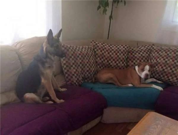 被长期拴养在阳台的狼犬痛苦难耐 决定跳楼换自由 这一跳却改变了它的生活!