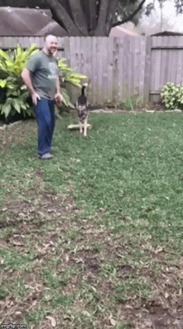 被长期拴养在阳台的狼犬痛苦难耐 决定跳楼换自由 这一跳却改变了它的生活!