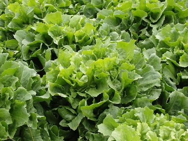 降血压不只是少吃盐 少吃这4类食物 也会让你降血压全面失败