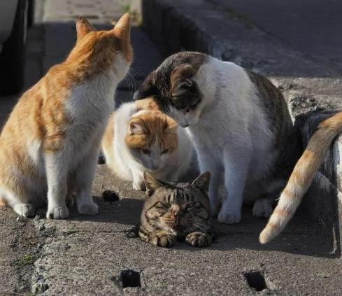 流浪猫不小心掉到水沟盖里 被一群猫咪赶来围观 猫老大:看什么? 我不要面子啊!