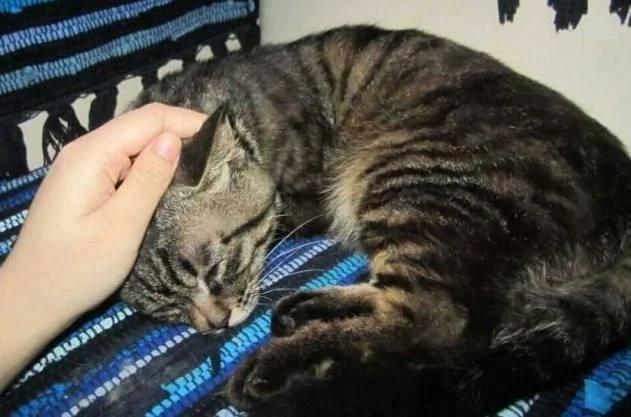 流浪猫不小心掉到水沟盖里 被一群猫咪赶来围观 猫老大:看什么? 我不要面子啊!