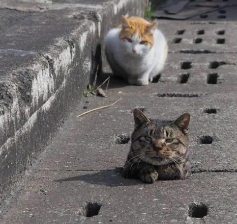 流浪猫不小心掉到水沟盖里 被一群猫咪赶来围观 猫老大:看什么? 我不要面子啊!