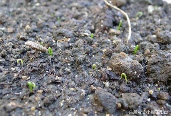 家庭这样种韭菜 一盆韭菜越长越多 越长越壮 漂亮又好吃!