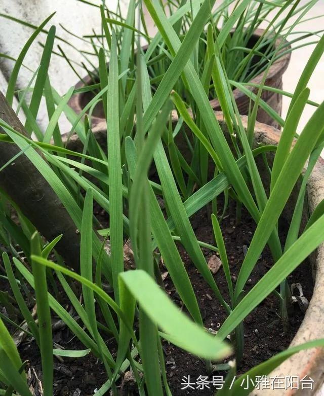 家庭这样种韭菜 一盆韭菜越长越多 越长越壮 漂亮又好吃!