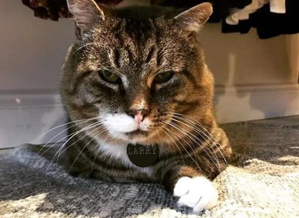 流浪猫被收养后“防卫心全消”变大叔 露肚肚招揽客人:进来坐喔!