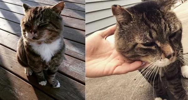 流浪猫被收养后“防卫心全消”变大叔 露肚肚招揽客人:进来坐喔!