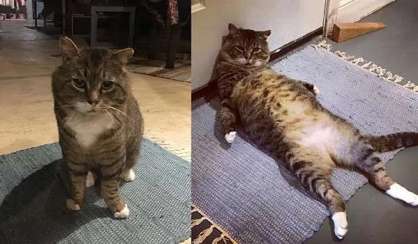流浪猫被收养后“防卫心全消”变大叔 露肚肚招揽客人:进来坐喔!