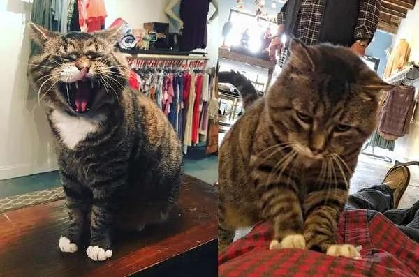 流浪猫被收养后“防卫心全消”变大叔 露肚肚招揽客人:进来坐喔!
