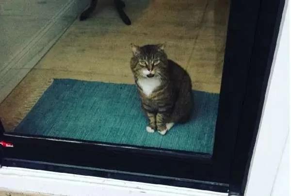 流浪猫被收养后“防卫心全消”变大叔 露肚肚招揽客人:进来坐喔!