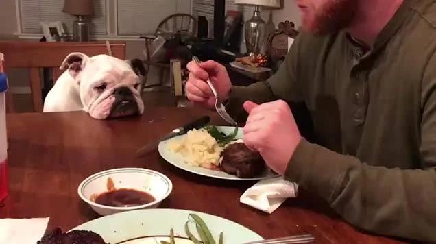 英国斗牛犬趴桌上装可怜向主人讨牛排吃