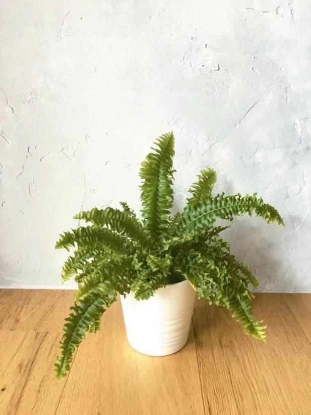 家住马路旁?辅大教授:这5种植物吸收居家空污微粒 是最佳空气清净机