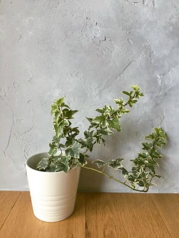 家住马路旁?辅大教授:这5种植物吸收居家空污微粒 是最佳空气清净机