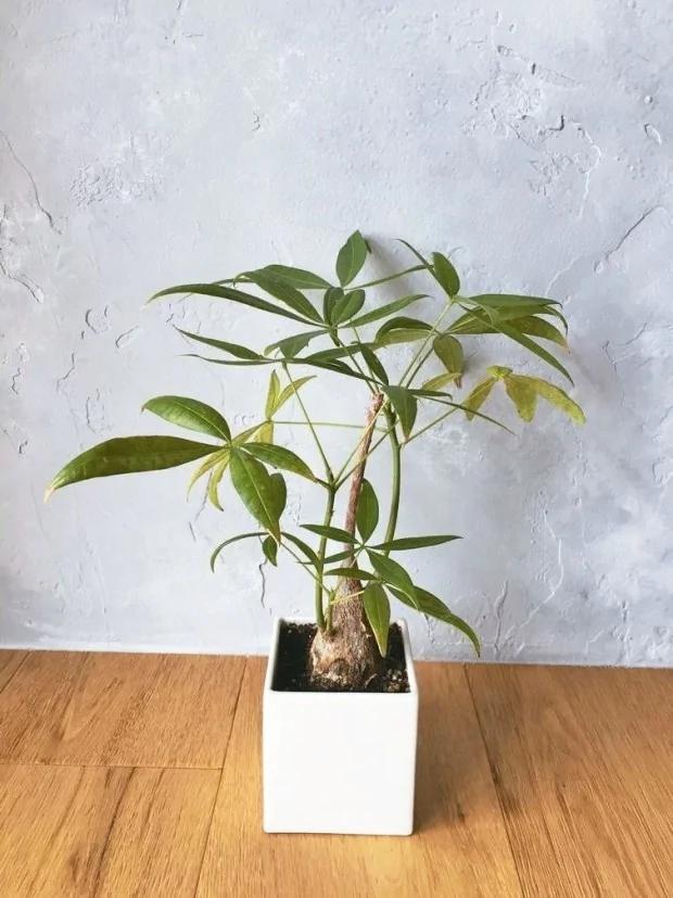 家住马路旁?辅大教授:这5种植物吸收居家空污微粒 是最佳空气清净机