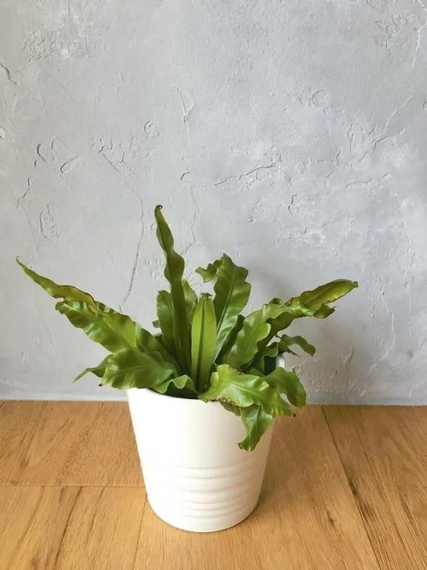 家住马路旁?辅大教授:这5种植物吸收居家空污微粒 是最佳空气清净机